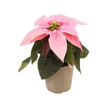 Kerstster mini (Euphorbia Princettia) Hot Pink 12 cm