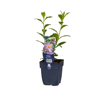 Herfstaster (Aster frikartii 'Mönch') ø 11 cm