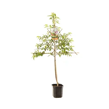 Perzik (Prunus pers. Peregrine leivorm) H 160 ø 24 cm