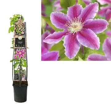 Bosrank (Clematis 'Dr. Ruppel') H 120