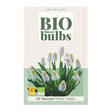 JUB Holland Bloembollen Blauwe druifjes (Muscari 'White Magic') Biologisch 10 stuks