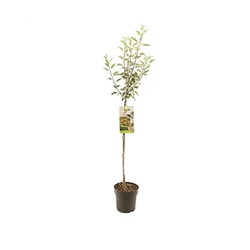 Handappel (Malus dom. Cox's Orange P. halfstam) H 200 ø 27 cm