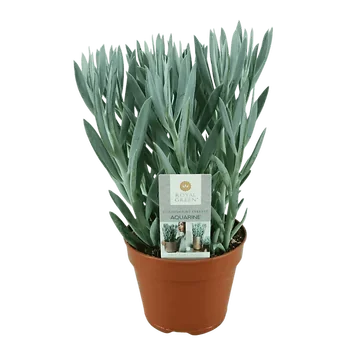 Curio Mount Everest (Senecio Ficoides) H 40 Ø 15 cm