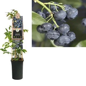 Blauwe bes (Vaccinium corymbosum 'Jersey') H 75