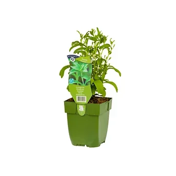 Honingkruid (Stevia rebaudiana) ø 11 cm