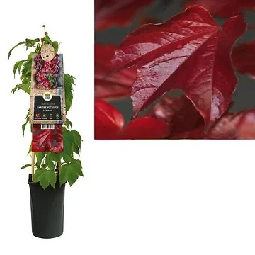 Wilde wingerd (Parthenocissus tr. 'Veitchii') H 75