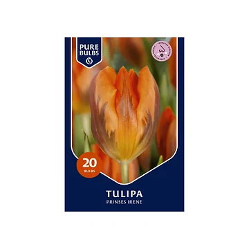 Pure Bulbs Tulipa Prinses Irene 15 bollen
