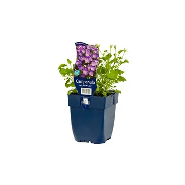 Karpatenklokje (Campanula carp. 'Blaue Clips') ø 11 cm