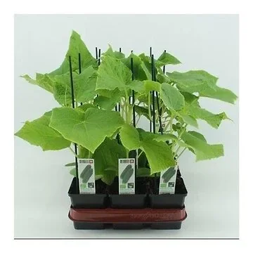 Mini komkommer Geënte (Cucumis Sativus) BIO