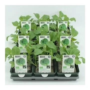Groene kool (Brassica oleracea var. Medullosa) BIO