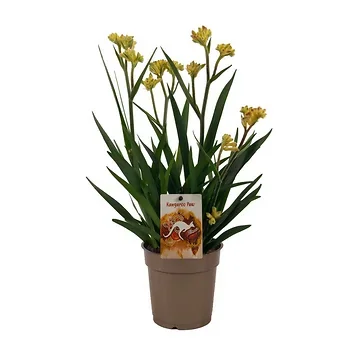 Kangoeroe-poot (Anigozanthos Beauty Yellow) H 40 ø 12 cm