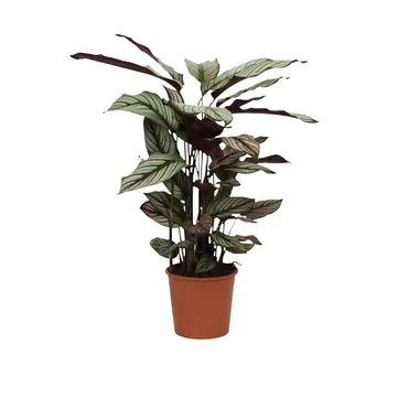Pauwenplant (Calathea) H 45 ø 14 cm