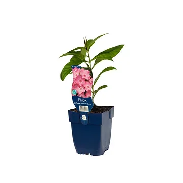 Vlambloem (Phlox (P) 'Sw. Summer Candy') ø 11 cm