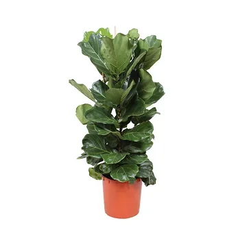Rubberboom (Ficus Lyrata 3-toef) H 130 ø 34 cm