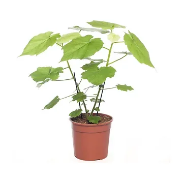 Kamerlinde (Sparmannia Africana) H 50 ø 17 cm