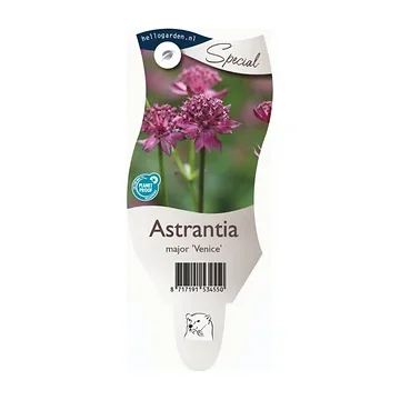 Zeeuws knoopje (Astrantia maj. 'Venice') ø 11 cm