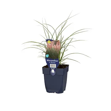 Prachtriet (Miscanthus sin. 'Silberfeder') ø 11 cm