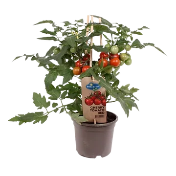 Pluk cherry tomaat rood (Solanum lycopersicum) H 40 ø 14 cm