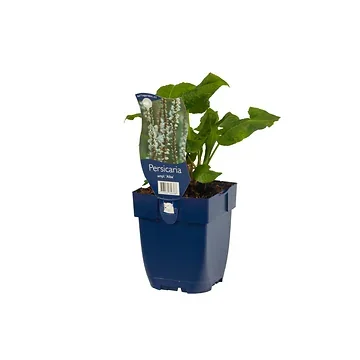 Duizendknoop (Persicaria ampl. 'Alba') ø 11 cm