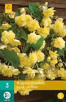 Begonia Pendula Geel