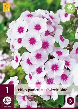 Phlox Paniculata Swizzle Blue