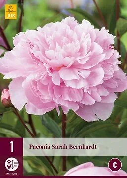 Paeonia Sarah Bernhardt