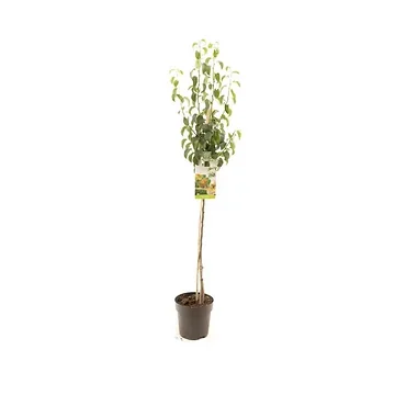 Zoete handpeer (Pyrus comm. Beurré Hardy halfstam) H 200 ø 27 cm
