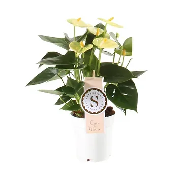 Flamingoplant (Anthurium Yellow Champion) H 30 ø 9 cm