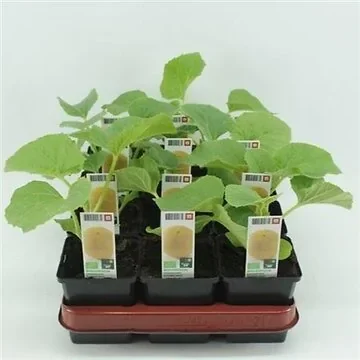 Galiameloen (Cucumis melo) BIO