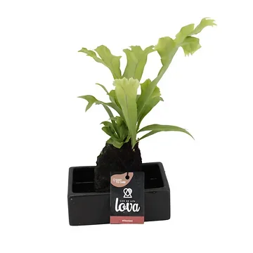 Lova Microsorum Green Flame (Lova Microsorum Green Flame) H 40 ø 17 cm