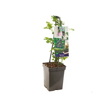 Doornloze braam (Rubus frut. Black Satin - draagbeug) H 65 ø 18 cm