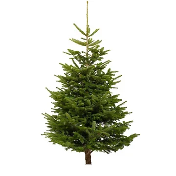 Kerstboom Picea Abies gezaagd 150-200 cm