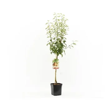 Zoete handpeer (Pyrus comm. Triomphe de Vienne laag) H 160 ø 24 cm