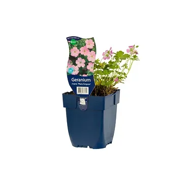 Ooievaarsbek (Geranium river. 'Mavis Simpson') ø 11 cm