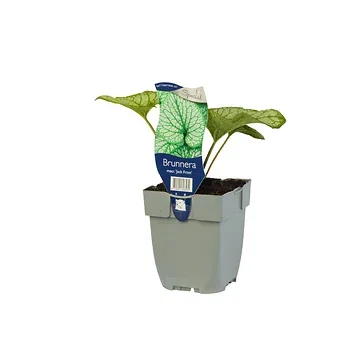 Kaukasiche vergeet-mij-niet (Brunnera macr. 'Jack Frost') ø 11 cm
