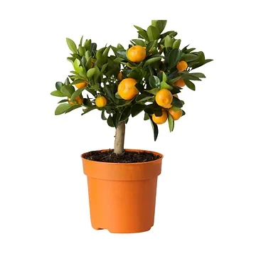 Sinaasappelboompje (Citrus Sinensis) H 70 ø 21 cm