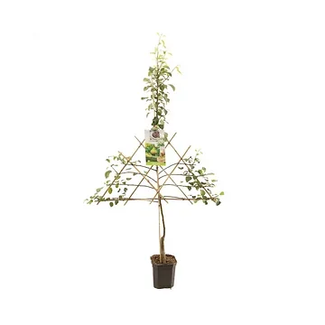 Zomerpeer/handpeer (Pyrus comm. Clapp's Favourite lei) H 160 ø 24 cm