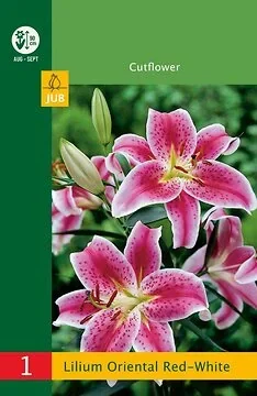 Low Budget Lilium Oriental Red-White
