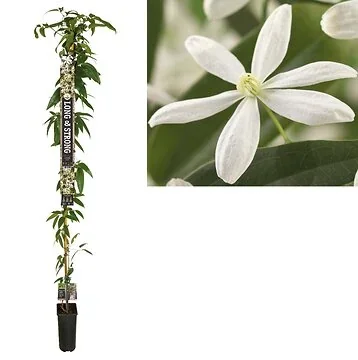 Bosrank (Clematis armandii) H 215