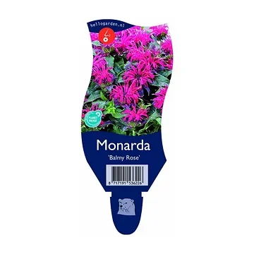 Bergamotplant (Monarda 'Balmy Rose') ø 11 cm