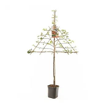 Najaarsappel (Malus dom. Elstar leivorm) H 160 ø 24 cm