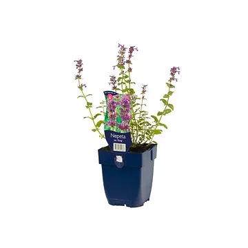 Kattekruid (Nepeta rac. 'Grog') ø 11 cm
