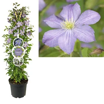 Bosrank (Clematis 'Prince Charles') H 110