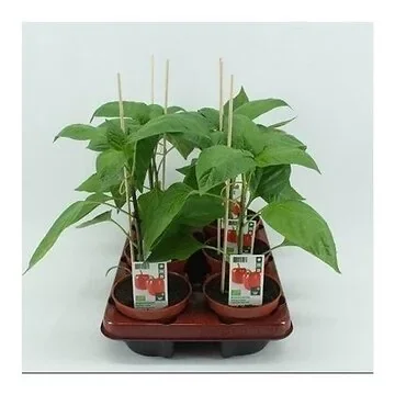 Paprika Rood 12 cm pot (Capsicum annuum) BIO 12 cm pot