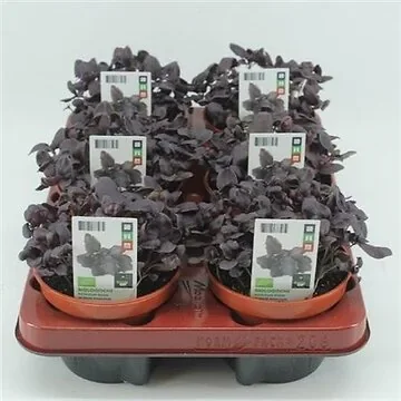 Basilicum Rood (Ocimum basilicum) BIO
