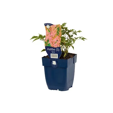 Spirea (Astilbe (S) 'Sprite') ø 11 cm