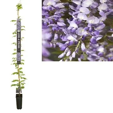 Blauwe regen (Wisteria sinensis 'Prolific') H 215