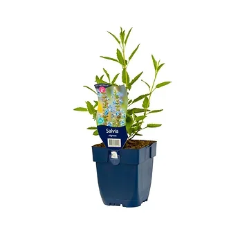 Tuinsalie (Salvia uliginosa) ø 11 cm