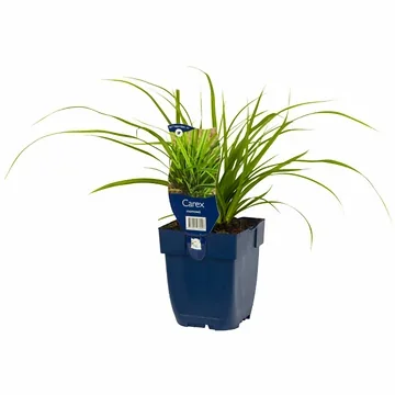 Japanse Zegge (Carex oshimensis 'Evergreen') ø 11 cm