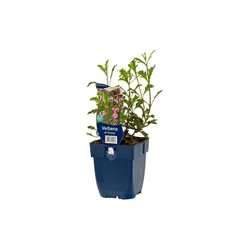 IJzerhard (Verbena off. 'Bampton') ø 11 cm